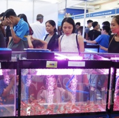 TP. Hồ Chí Minh chú trọng đầu tư phát triển nghề nuôi cá cảnh xuất khẩu